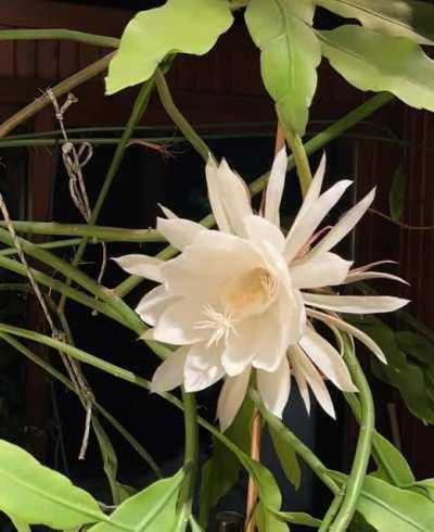 ? Epiphyllum Oxypetalum, aka “Queen of the Night” plant. ...