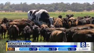 Absolute unit of a cow stands over 6ft tall