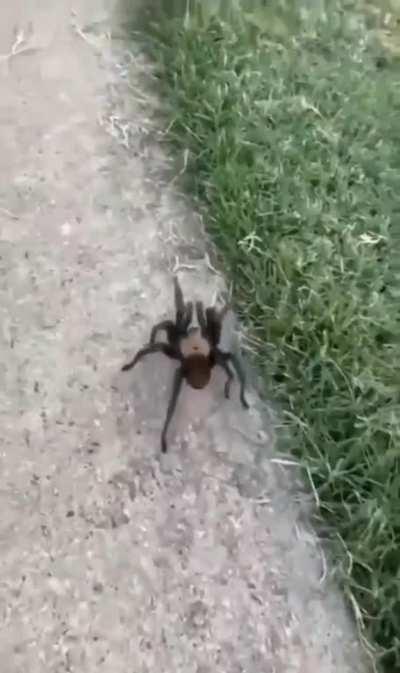 Tarantula on sidewalk