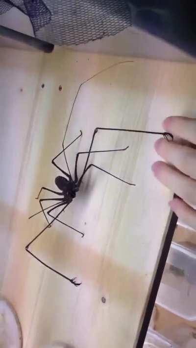 Some spiders don’t bite, they whip.