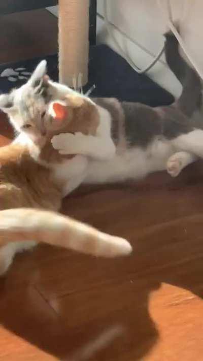 My cat and foster having a little morning wrestle. Watch the face of defeat at the end