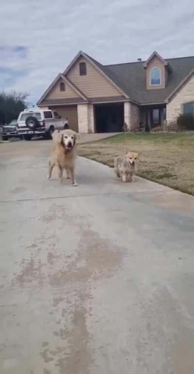 Old dogs slowly trotting to their owner.