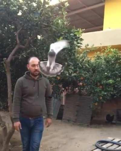 The wing movements of this acrobatic pigeon