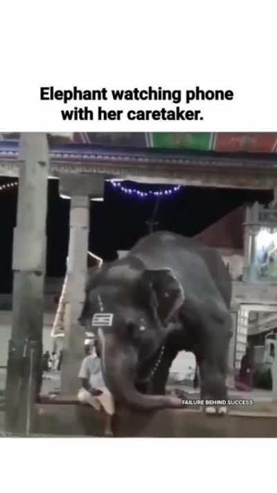 Elephant trying to watch the phone.