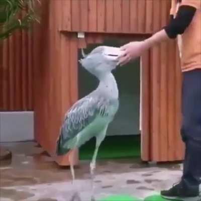 ShoebillStorks