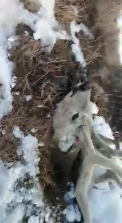 Human helps animal that is stuck.