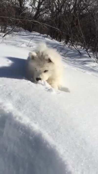 Kleiner Schlittenhund im Schnee