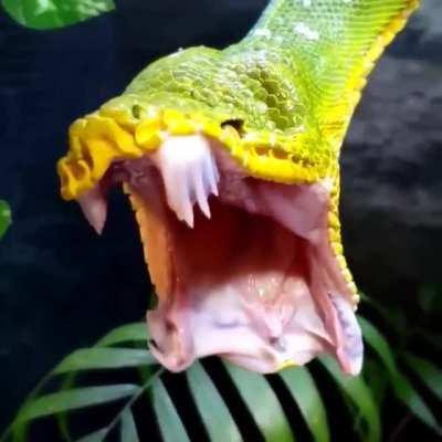 This is a Emerald tree boa yawning