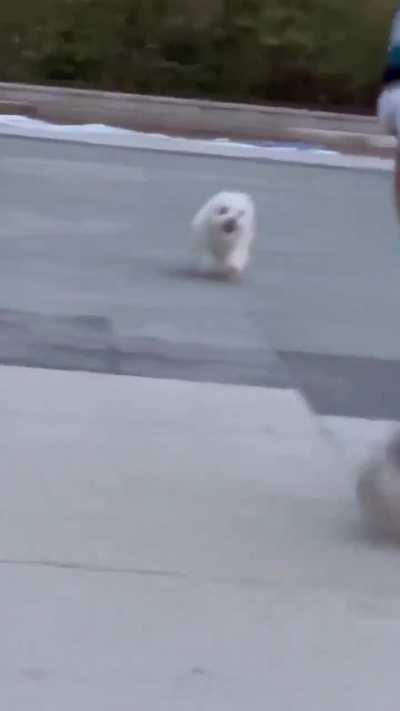 sCaReD ciViLiAN teRRoRiZeD bY ViCiOuS wHiTE bEaST