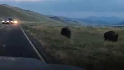 The power of this bison ramming one of their brethren off the road