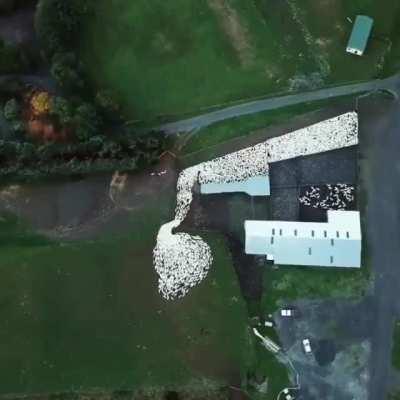 Sheepdog Herding sheep, as seen from the sky.