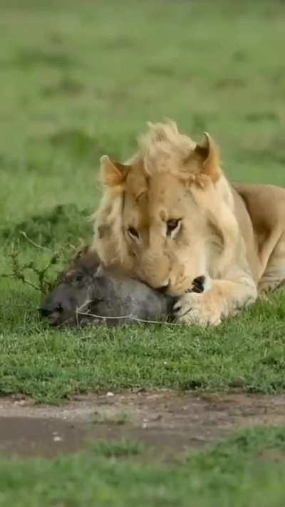 tenderizing your meat before dinner