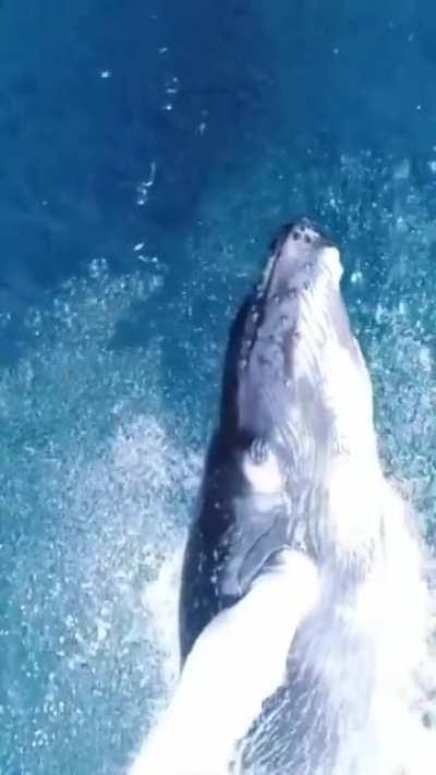 🔥 Humpback whale breaching spectacularly