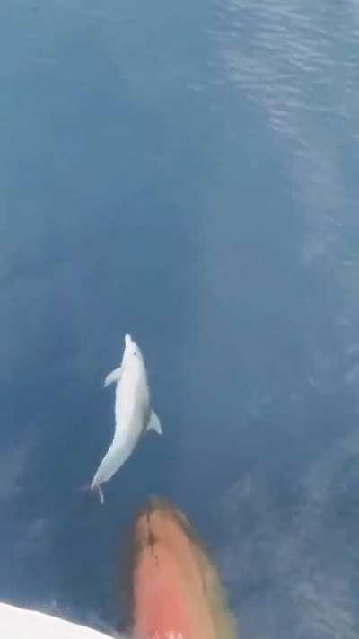 A dolphin playfully riding the bow wave of a ship