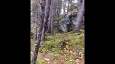 The breathing forest phenomenon. During rain and wind storms the ground becomes saturated, loosening the soil around the roots. As the wind blows the tree's crown the force is transferred to the roots, causing the ground to heave.