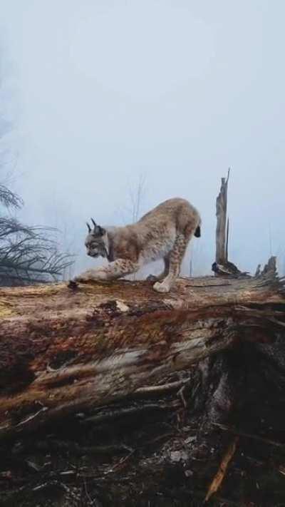 Lynx - The &quot;shadow of the forest&quot;