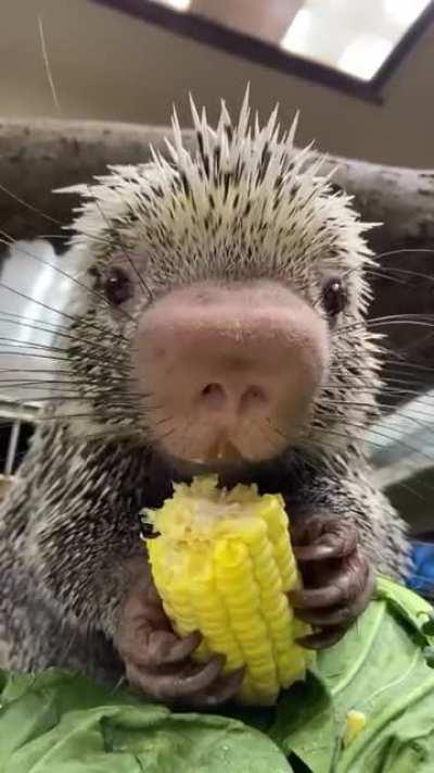 Rico the baby Porcupine chomping away on some fresh corn will just make your day...