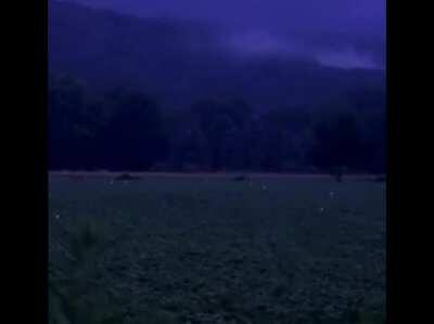 Field of fireflies at night