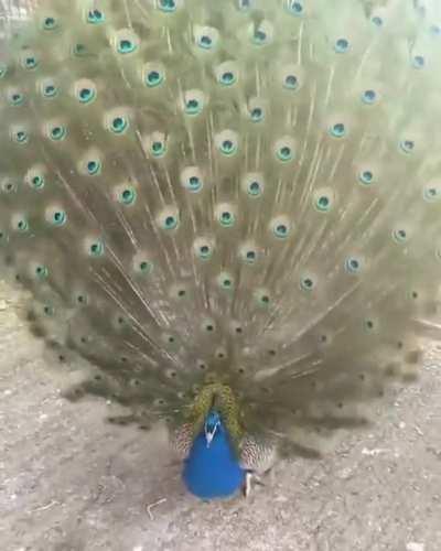 A Peacock Unfurling Its Tail Feathers