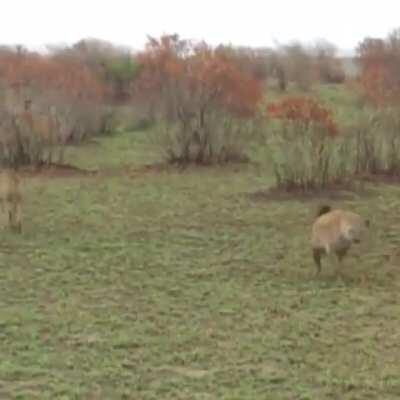 🔥 Impala plays dead to escape hyena and cheetah.