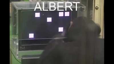 Why albert so smart