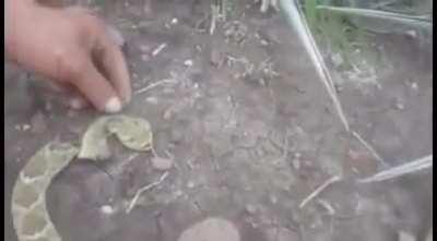 WCGW if I play with this dead rattlesnake