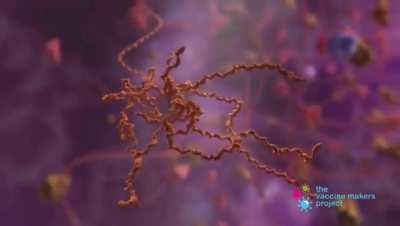 How COVID-19 mRNA Vaccines Work (2021) - A detailed animation showing the how a vaccine fights a COVID infection [00:01:58]