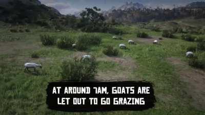 [RDR2] Even the Goats have routines, as they're let out to graze in mornings and are brought back into their pens in the evening