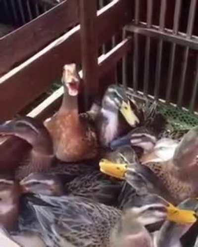 This duck laughing at your mistakes