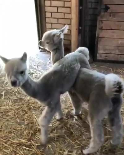 Alpaca babies doing whatever they do