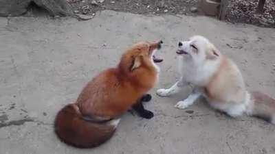 Just a couple of foxes harmonizing in a duet