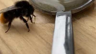 Red-tailed Bumblebee lapping up a quick (and much needed!) boost.