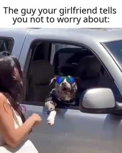 Cool dog😎😎😎