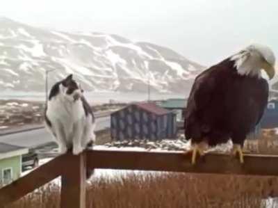 House cat not intimidated by a bald eagle.