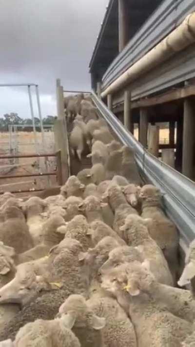 Sheep dog clears traffic jam