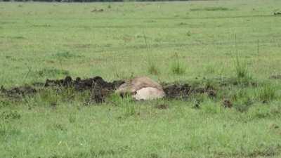 Lion claws through mud for seven hours to uncover a warthog hiding.