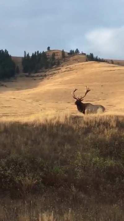 Montana Elk.