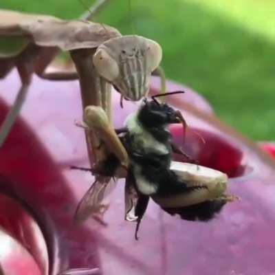 Lightning-fast Praying Mantis captures bee that lands on it's back.