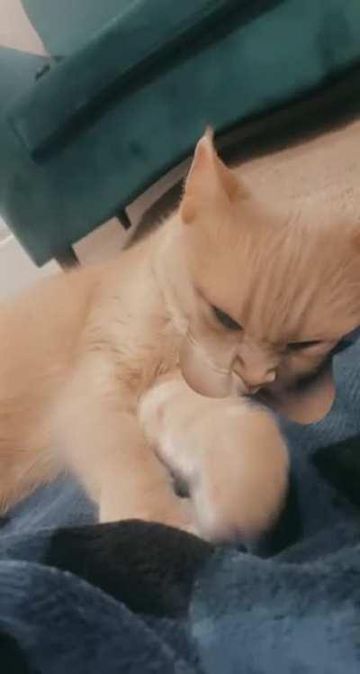 Cat tries to wipe filter off