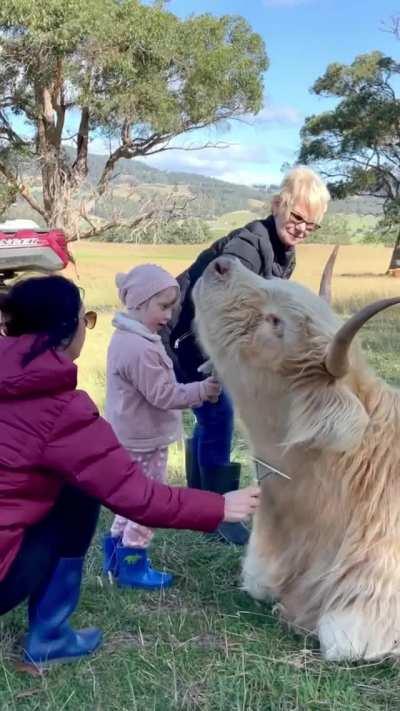 Multigenerational cow brushing