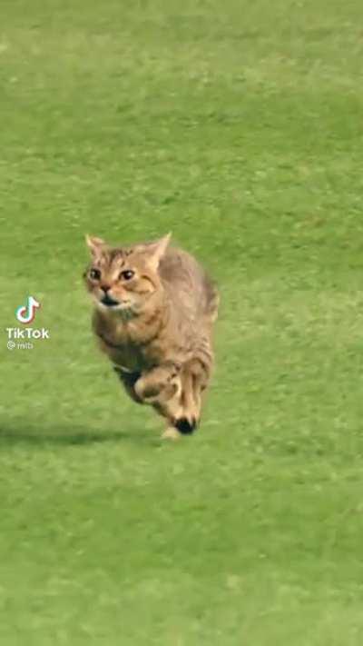 Kitty looking cute while taking over the Yankee stadium