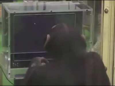 Chimpanzee memorising numbers in seconds.