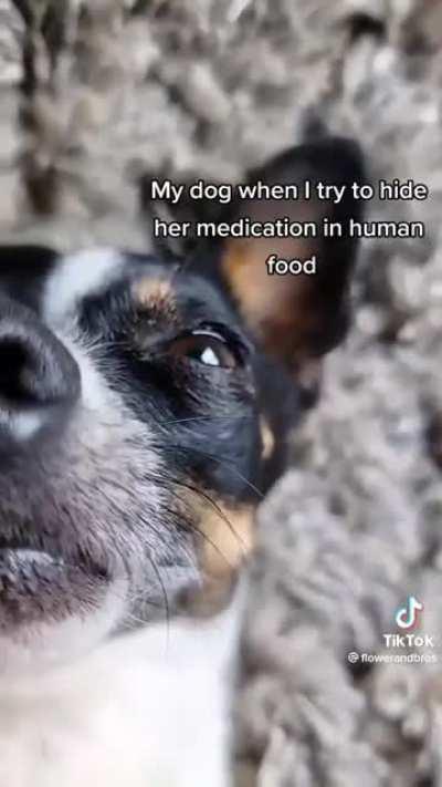 Hiding dog meds in human food