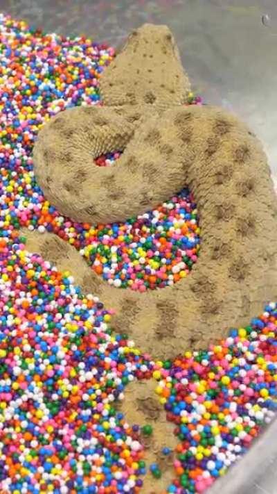 Snake burrowing into sprinkles.