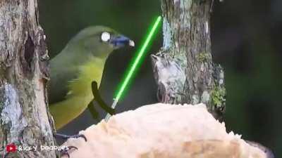 Birds with lightsabers