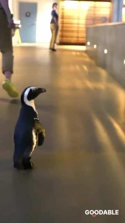 Two years ago, this penguin was diagnosed with a foot condition that made it painful to walk. Doctors in Boston stepped in, performed surgery, and fitted the penguin with custom shoes. This is the moment she got to take a walk around the aquarium