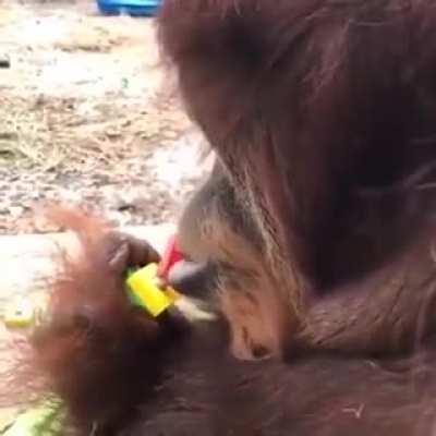 Dexterity skills of an orangutan