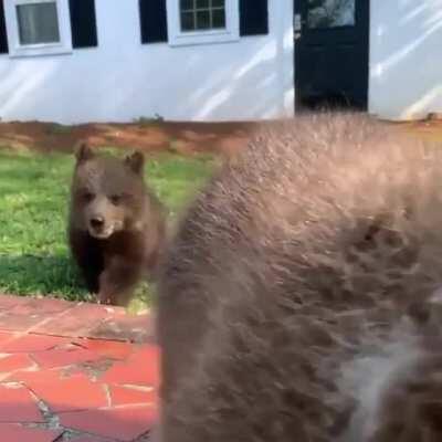 incoming bear cubs: attack of the teddies