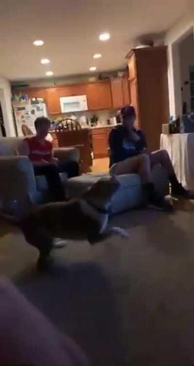 Dog does a backflip and lands it perfecty