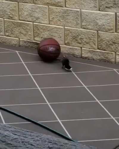 This bird playing with a basketball just for the fun of it